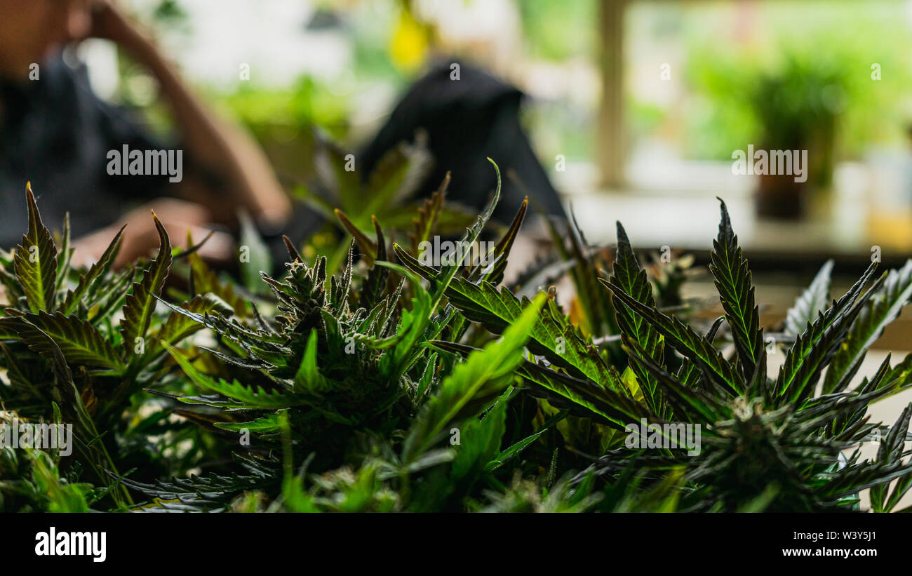 Northern lights ceppo di cannabis harvest close up con persona in background Foto Stock Northern lights ceppo di cannabis harvest close up con persona in background Foto Stock