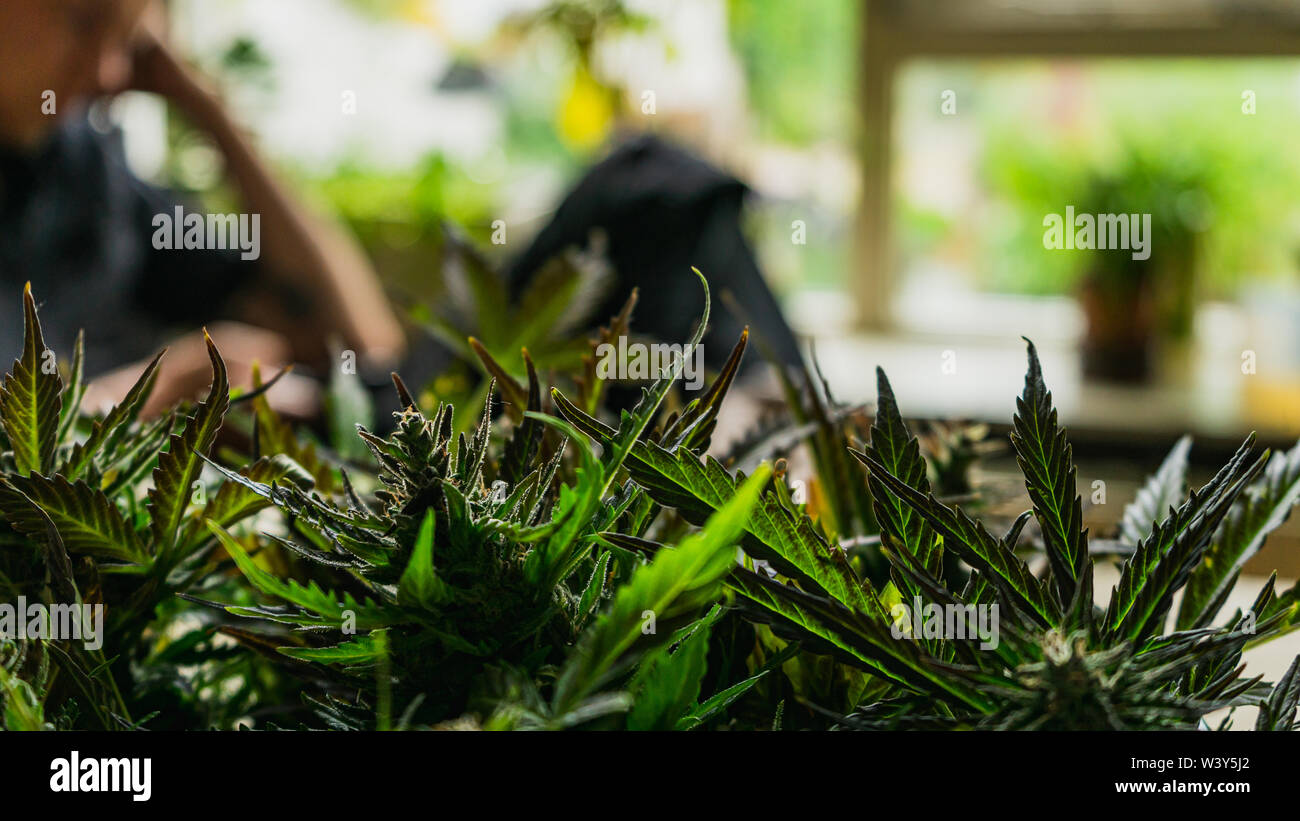Northern lights ceppo di cannabis harvest close up con persona in background Foto Stock Northern lights ceppo di cannabis harvest close up con persona in background Foto Stock