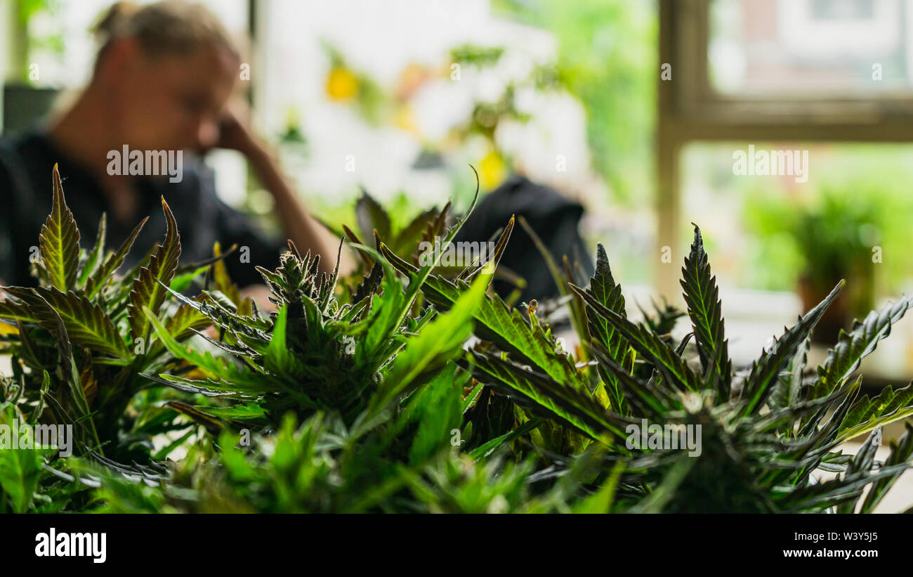 Northern lights ceppo di cannabis harvest close up con persona in background Foto Stock Northern lights ceppo di cannabis harvest close up con persona in background Foto Stock