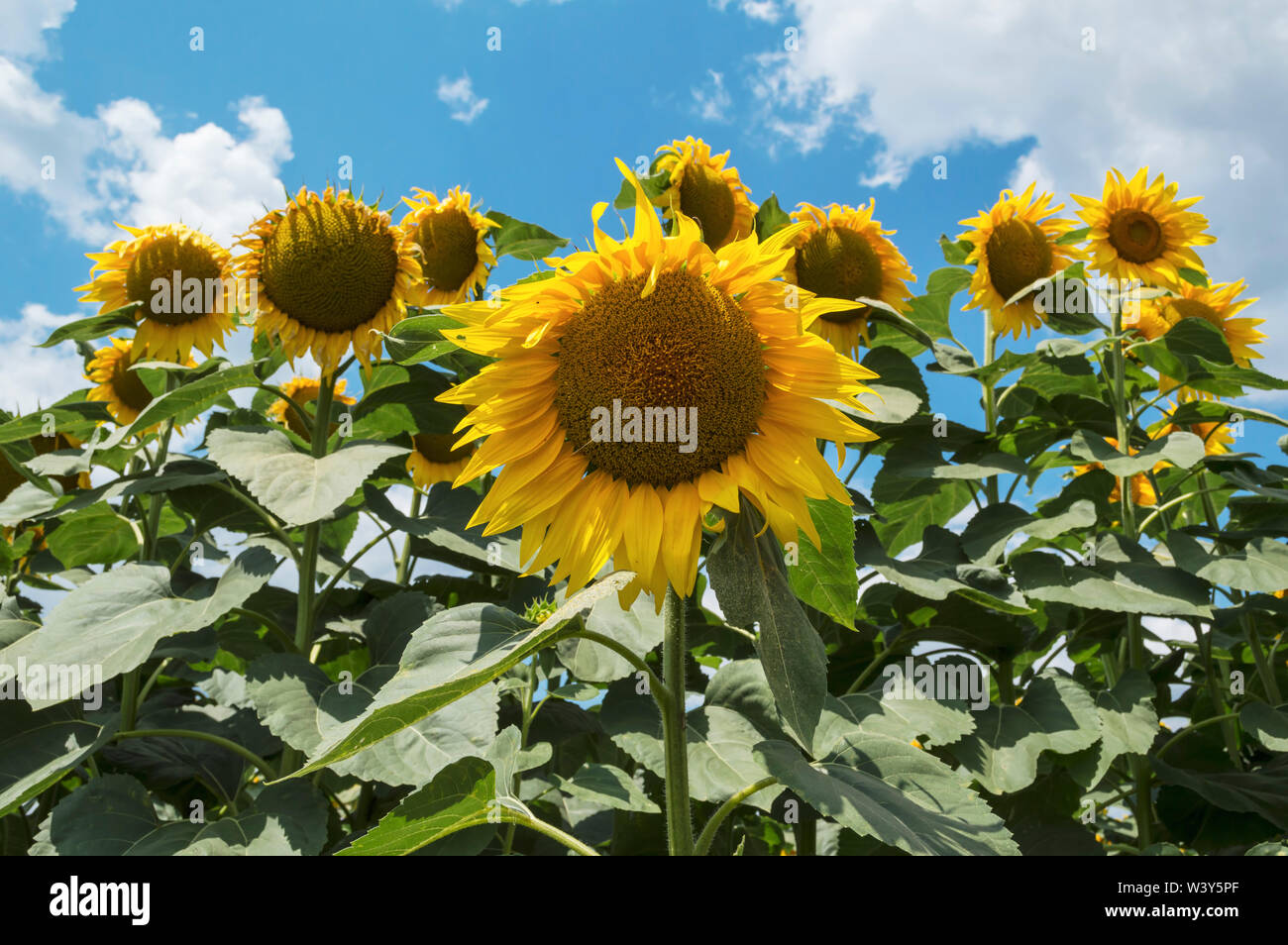 Fioritura di girasoli nel campo con il cielo blu e nuvole bianche in background, concetto agricolo Foto Stock