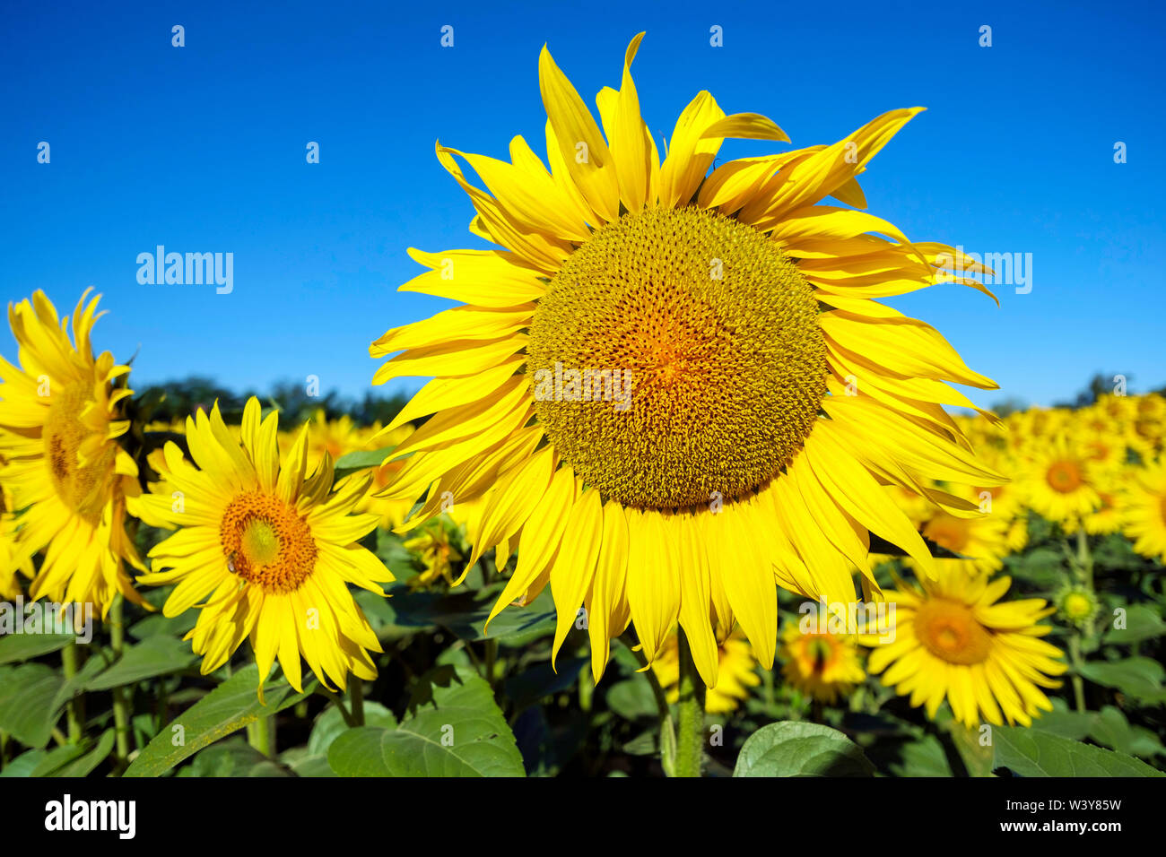 Gigante giallo girasole in piena fioritura, Oraison, Alpes-de-Haute-Provence, Provence-Alpes-Côte d'Azur, in Francia Foto Stock