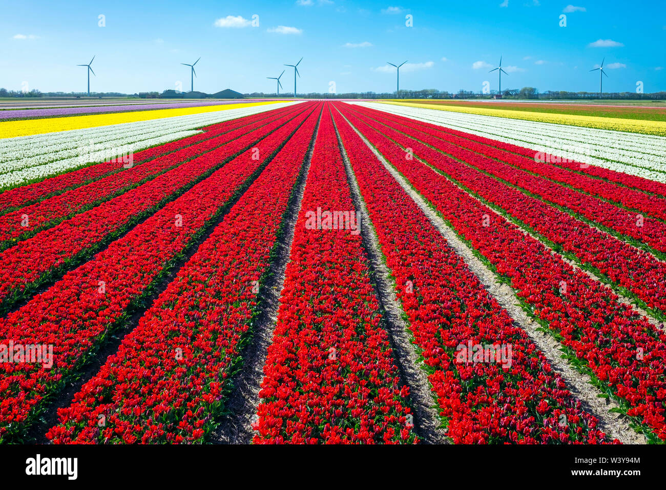 Paesi Bassi, North Holland, Burgerbrug. Rosso brillante campo di tulipani in primavera. Foto Stock