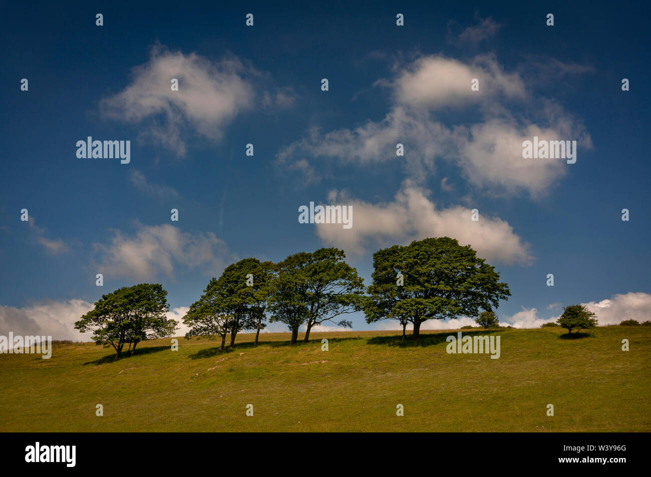 Un piccolo agglomerato di alberi sulla South Downs, East Sussex, Regno Unito Foto Stock