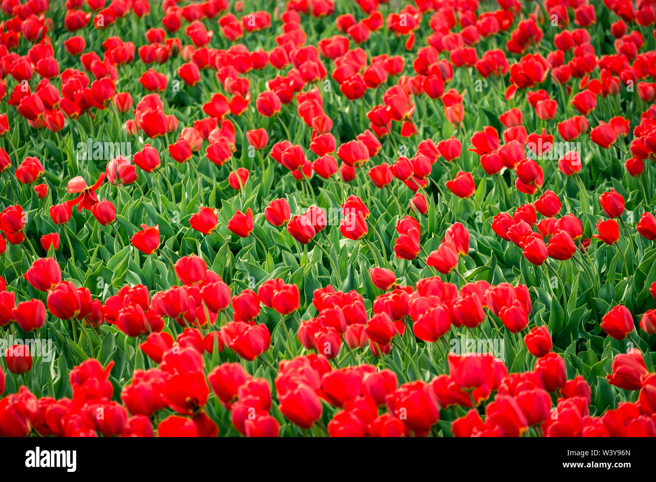 Tulipani Rossi nel campo in primavera, Lisse, South Holland, Paesi Bassi Foto Stock