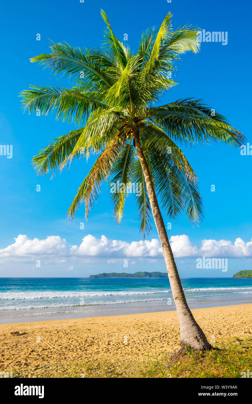 Palm Tree sulla spiaggia Nacpan, El Nido, PALAWAN FILIPPINE Foto Stock
