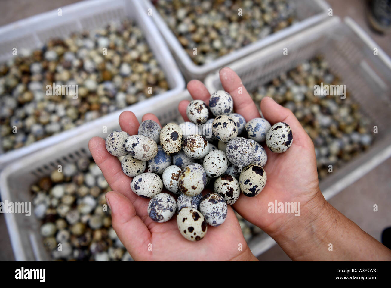 Mingguang, cinese della provincia di Anhui. 18 Luglio, 2019. Un agricoltore mostra uova di quaglia in Qiaotou città di Mingguang City, est cinese della provincia di Anhui, luglio 18, 2019. Città Qiaotou ha promosso la coltivazione di quaglia per incrementare gli abitanti di un villaggio di reddito dell' integrando le cooperative con gli agricoltori locali. Finora la quantità annuale di quaglie sollevata in Qiaotou ha superato i 1 milioni di euro come uova di quaglia e carne sono largamente venduti in luoghi di Shanghai e la provincia di Jiangsu. Credito: Huang Bohan/Xinhua/Alamy Live News Foto Stock