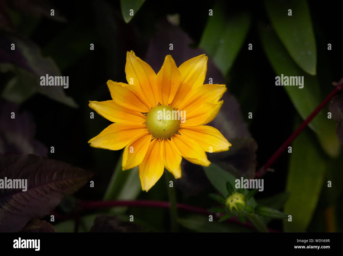 Rudbeckia Prairie Oro Foto Stock