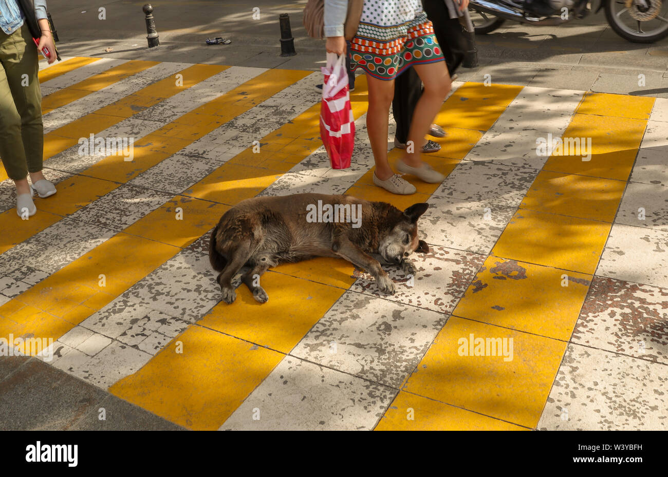 I cani randagi dormono in crosswalk, Istanbul, Turchia Foto Stock