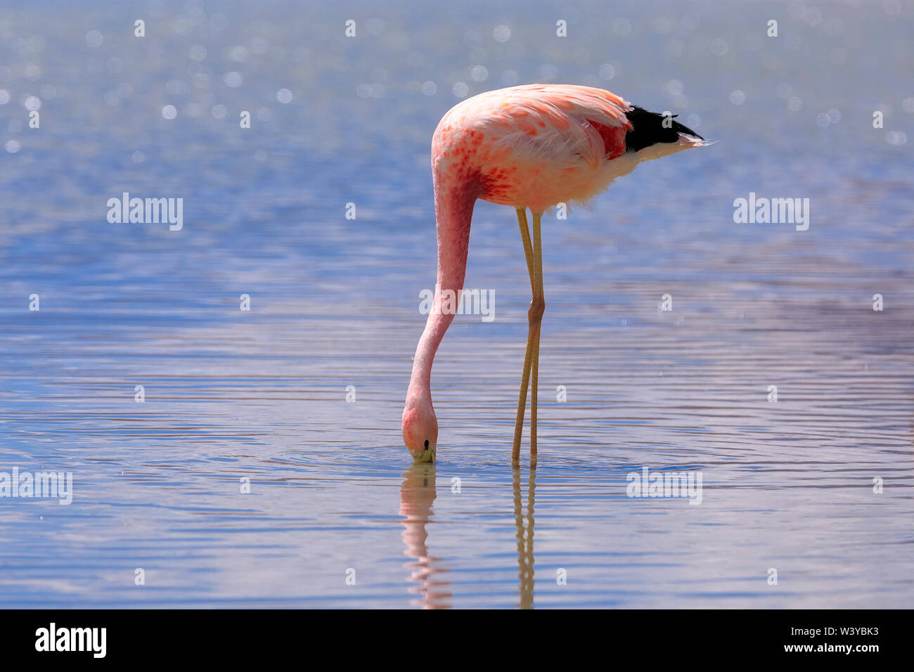 Un primo piano foto del fenicottero andino in laguna Hedionda, Potosi. Bolivia. America del Sud Foto Stock