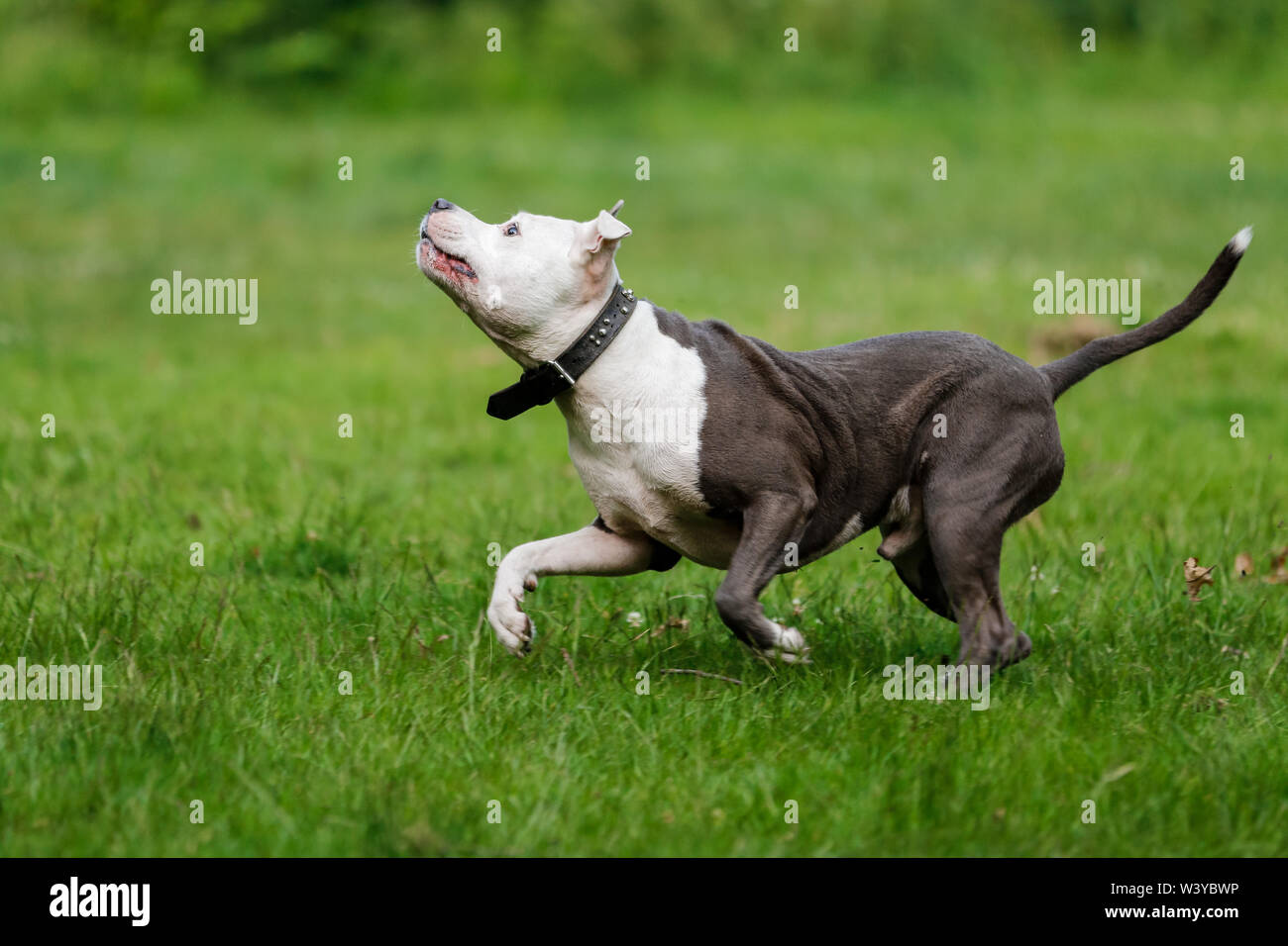 Playfull pitbull cane di razza in azione nella sfera parkplaying Foto Stock