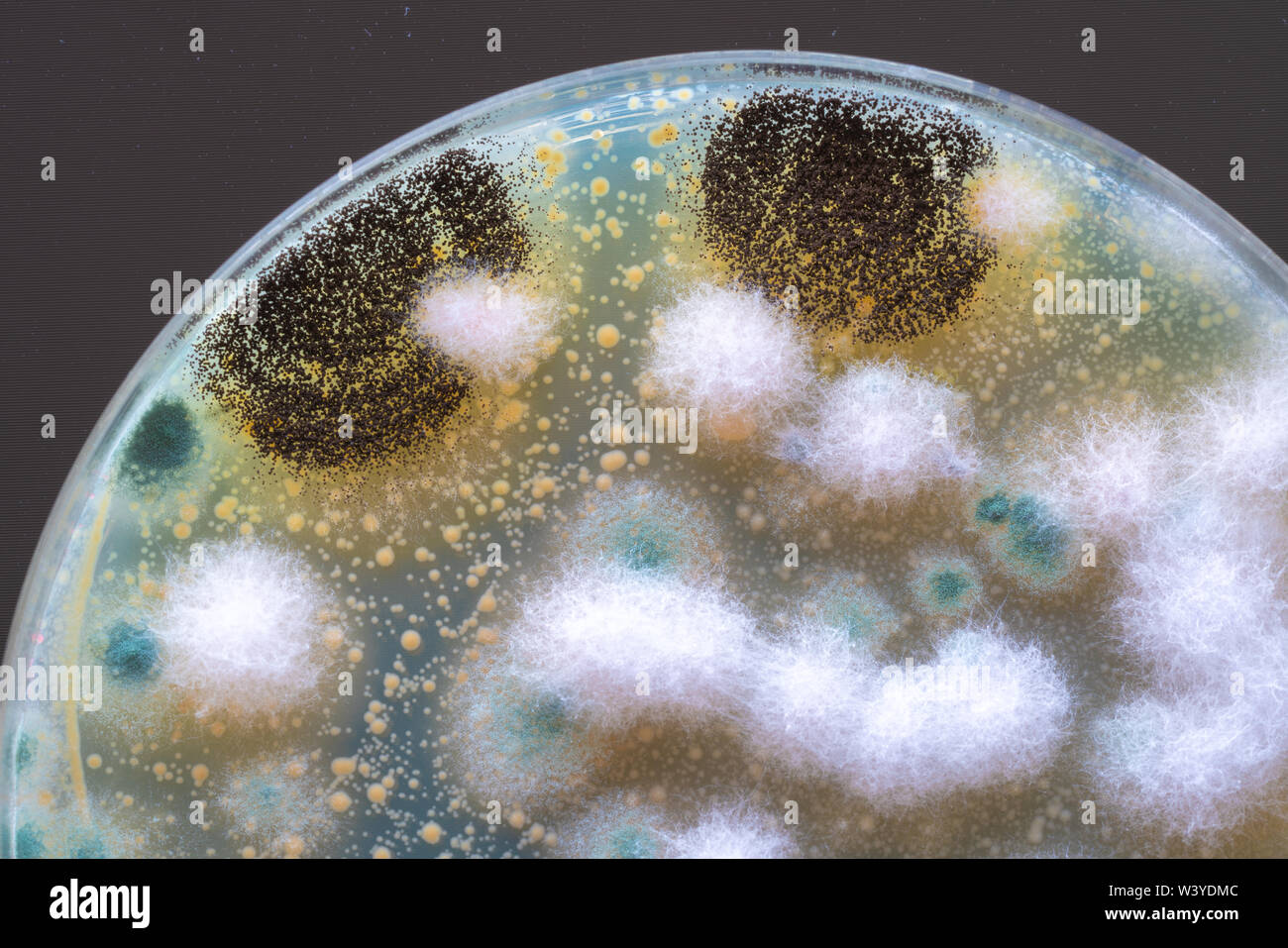 Le colonie di funghi e batteri su agar in una capsula di petri Foto stock -  Alamy