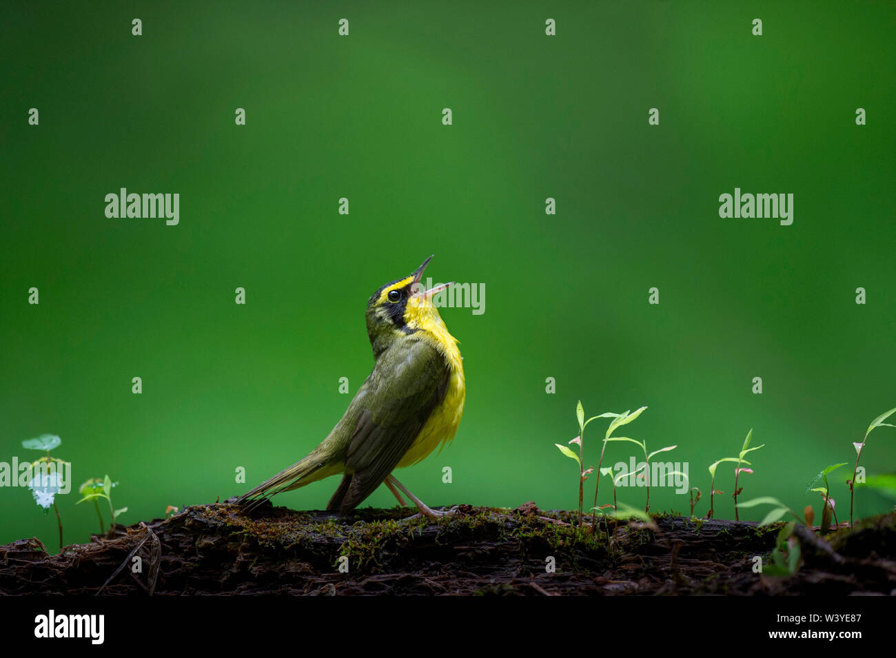 Un Kentucky Trillo canta fuori ad alta voce appollaiato su un log con piccole foglie verdi con un buon sfondo verde. Foto Stock