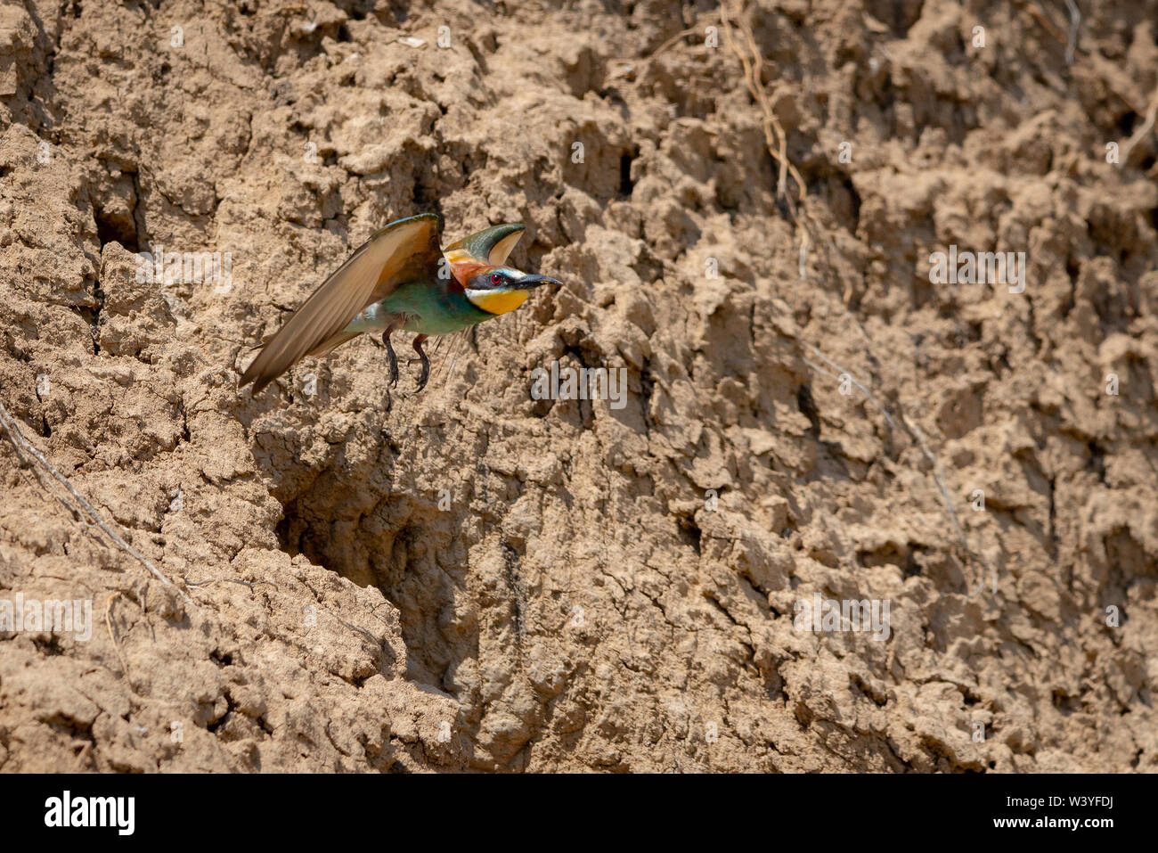 Unione gruccione o Merops apiaster in habitat naturali. Foto Stock