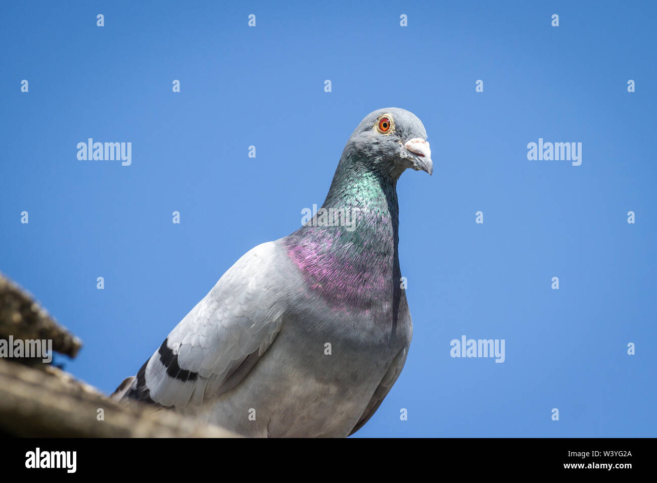 Racing pigeon dalla Romania facendo una pausa in una cascina in Austria (Columba livia domestica) Foto Stock