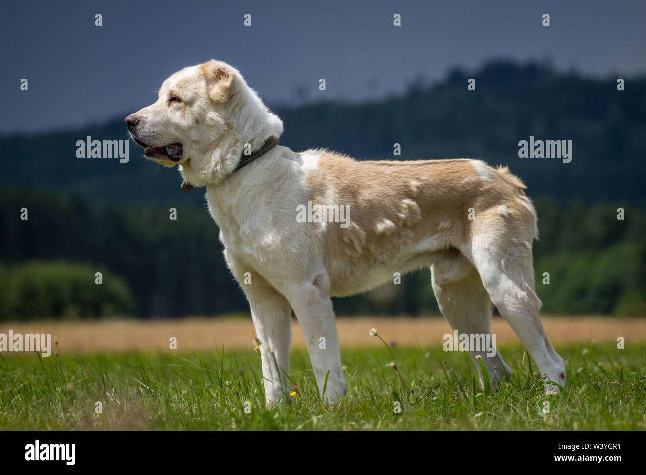 In Asia centrale il cane pastore in piedi su un prato Foto Stock