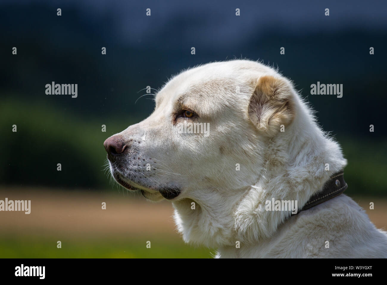 Ritratto di testa di una centrale di Asian cane pastore Foto Stock