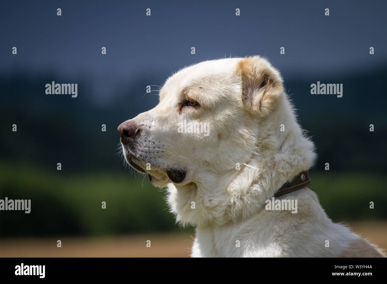 Ritratto di testa di una centrale di Asian cane pastore Foto Stock