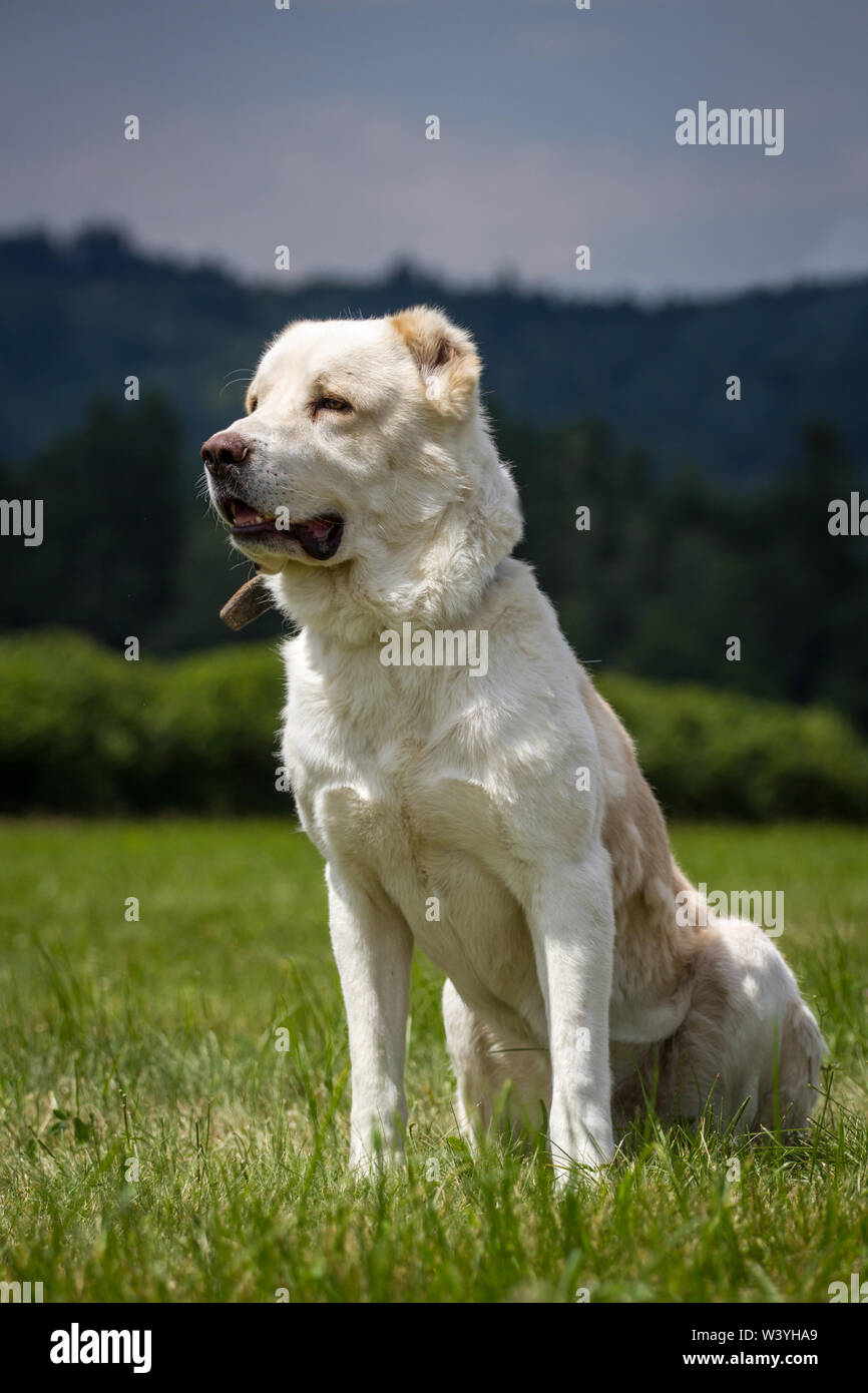 In Asia centrale il cane pastore seduto su un prato Foto Stock