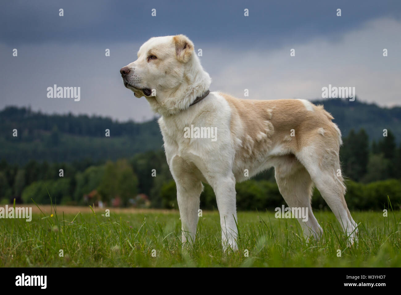 In Asia centrale il cane pastore in piedi su un prato Foto Stock