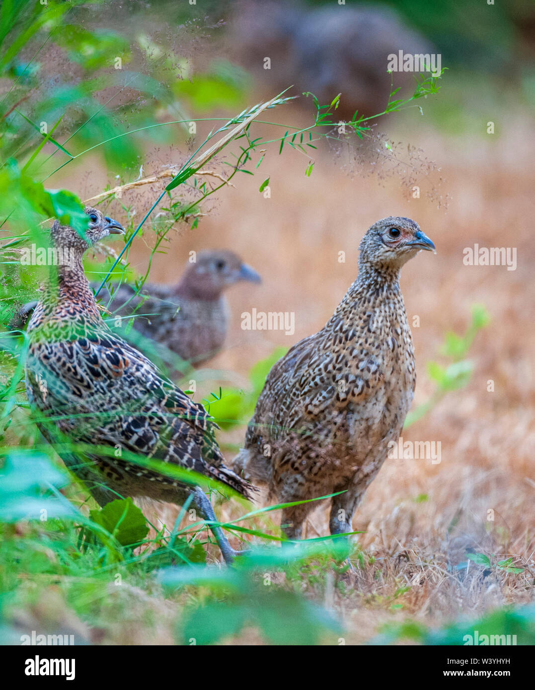 Sette settimane vecchio giovani fagiani (Phasianus colchicus) spesso chiamato poults, che sono appena state rilasciate in un guardiacaccia della penna di rilascio Foto Stock