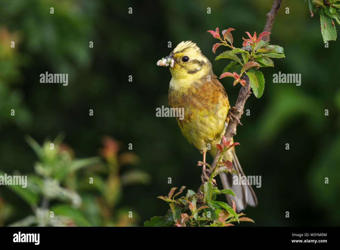 Zigolo giallo, Goldammer (Emberiza citrinella) mit Futter Foto Stock