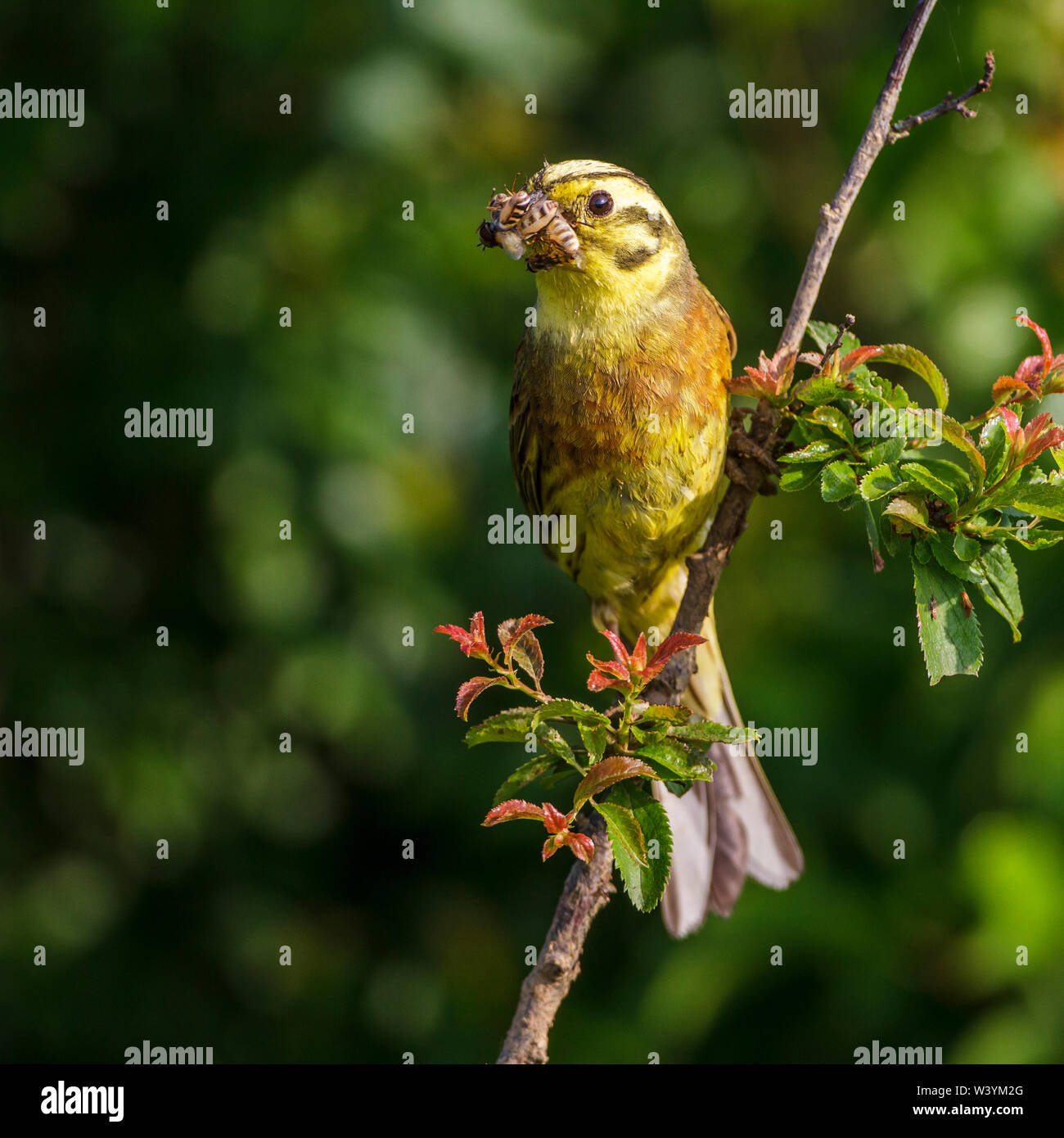 Zigolo giallo, Goldammer (Emberiza citrinella) mit Futter Foto Stock