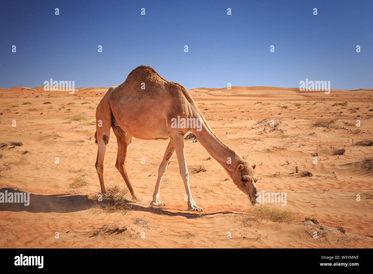 Il Wahiba desert in Oman Foto Stock