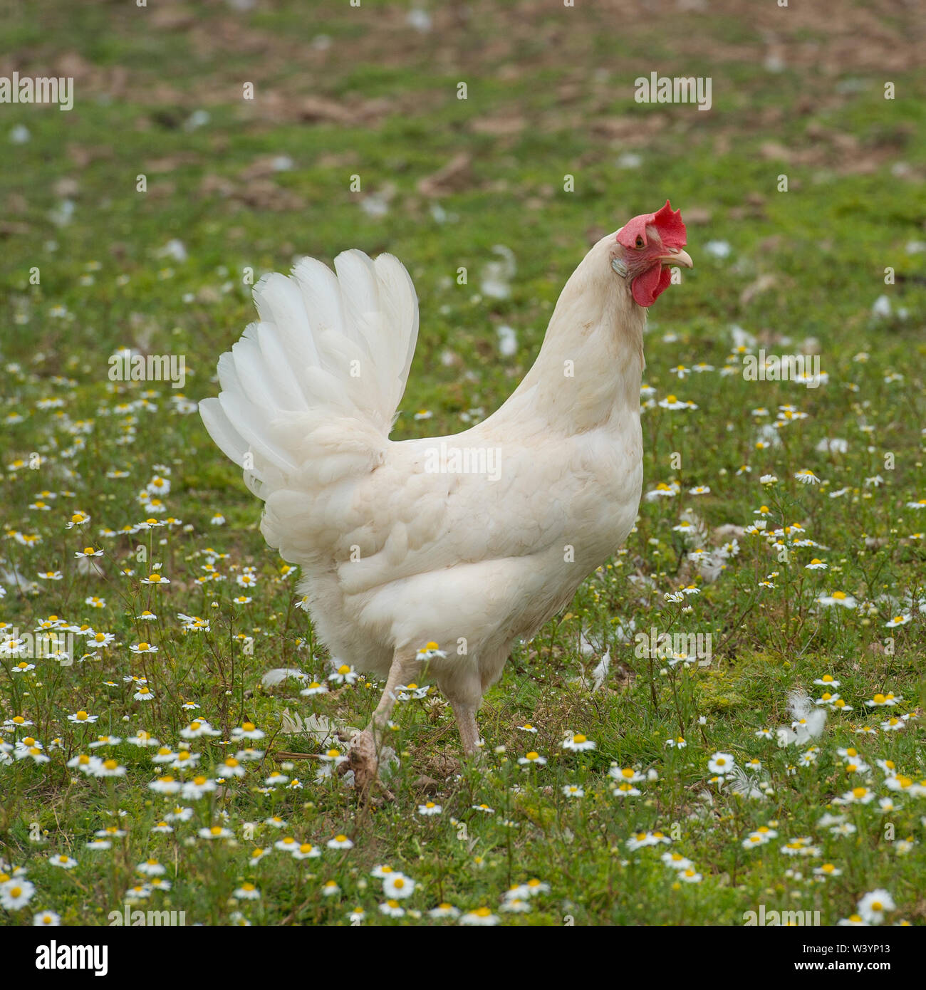 gallina bianca commerciale ibrida di posa Foto Stock