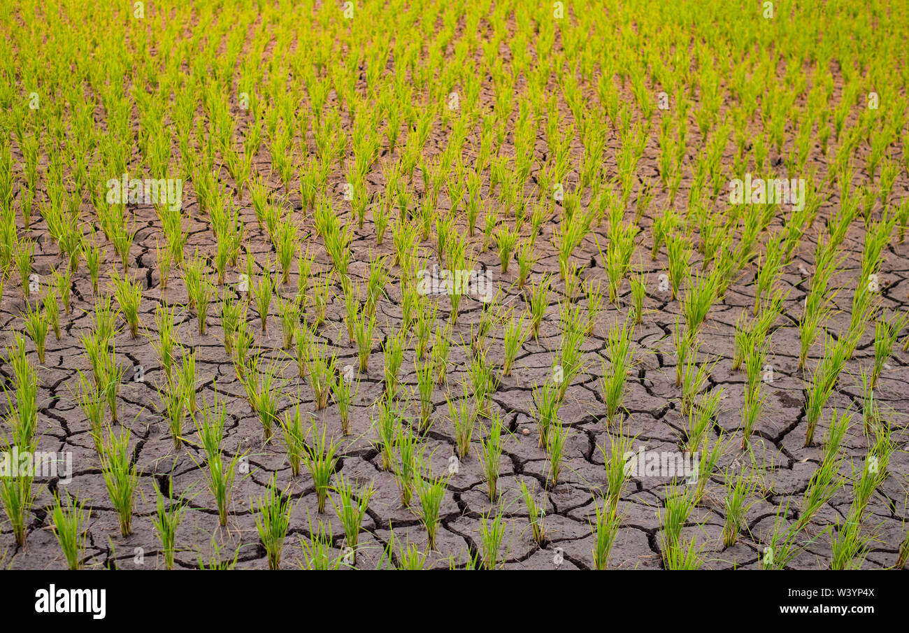 Pianticelle di riso in una risaia crescente montato in rack e il terreno asciutto in zone aride del paesaggio Foto Stock