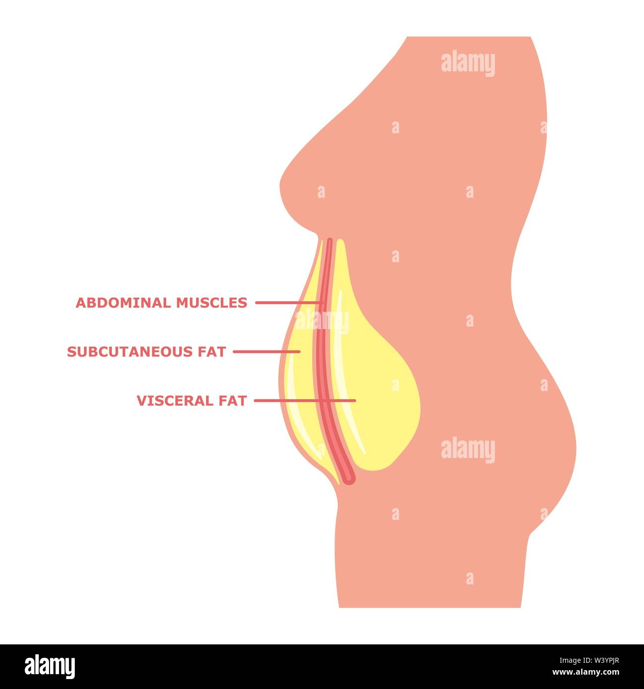 Il grasso viscerale sul corpo femminile con iscrizioni Illustrazione Vettoriale