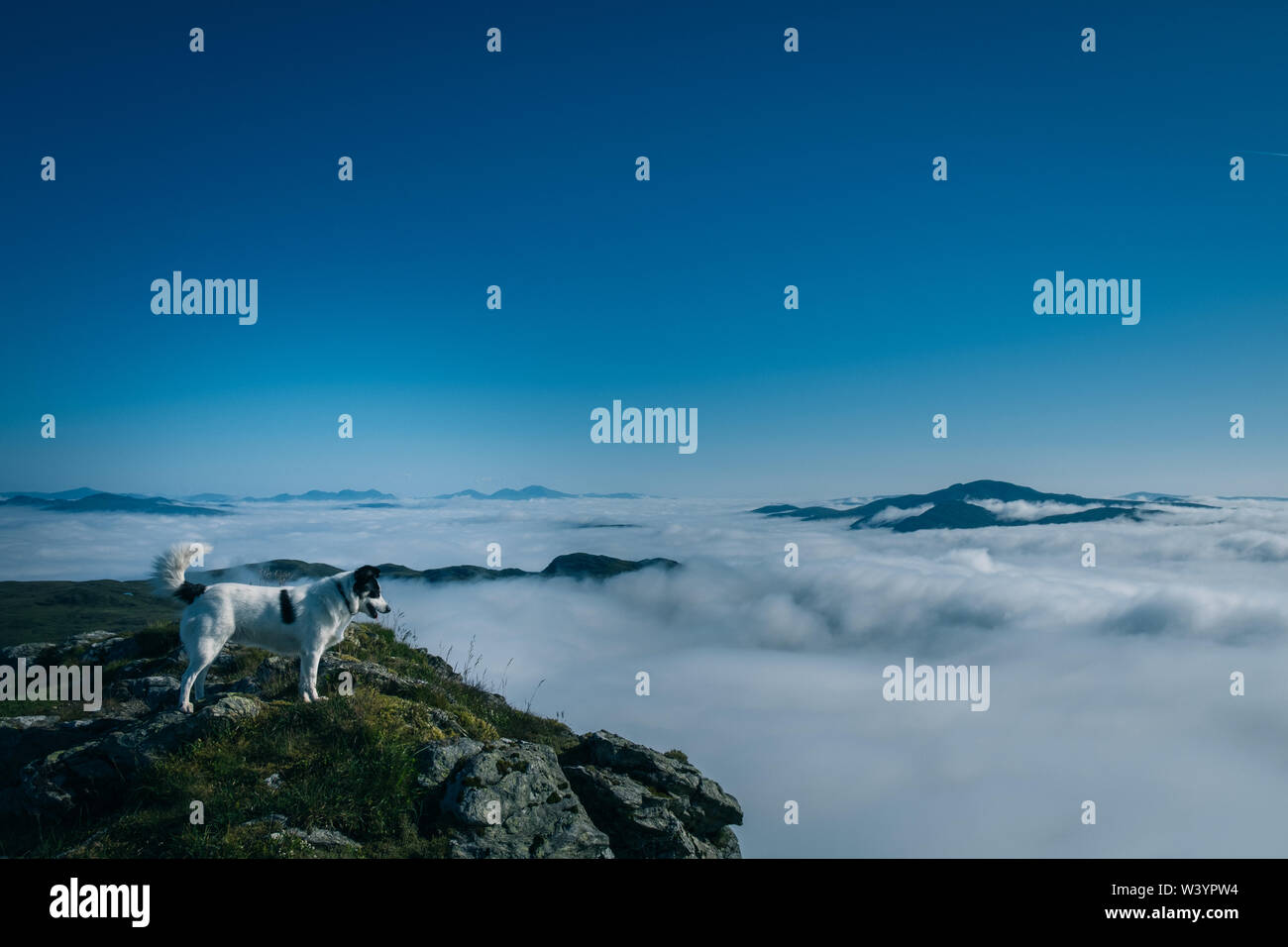 Cane al vertice di Ben Ledi, Scozia Foto Stock