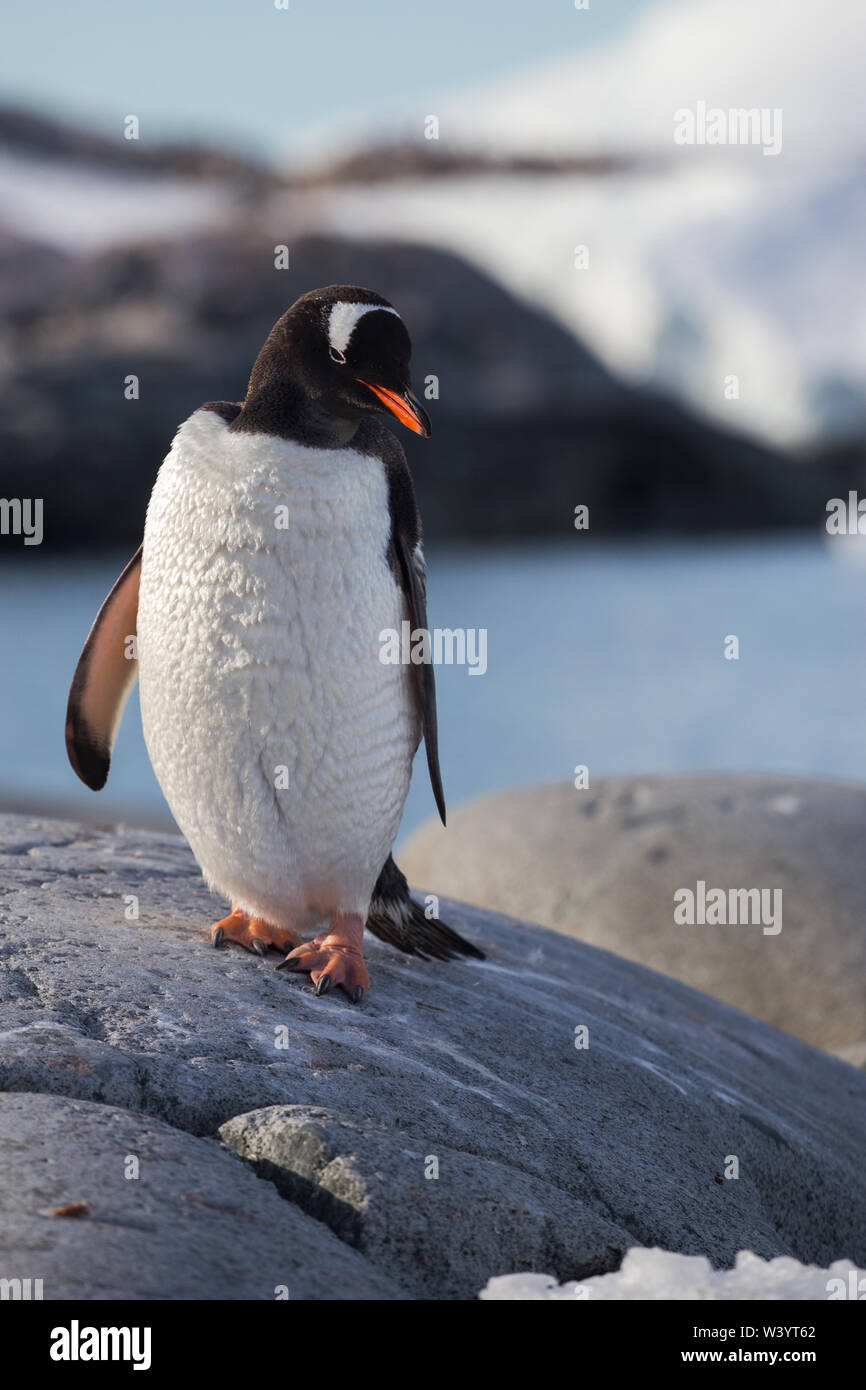 Pinguino Gentoo singolo. Ritratto di pinguino in Antartide sulla sfocatura dello sfondo argentino, isole. Foto Stock