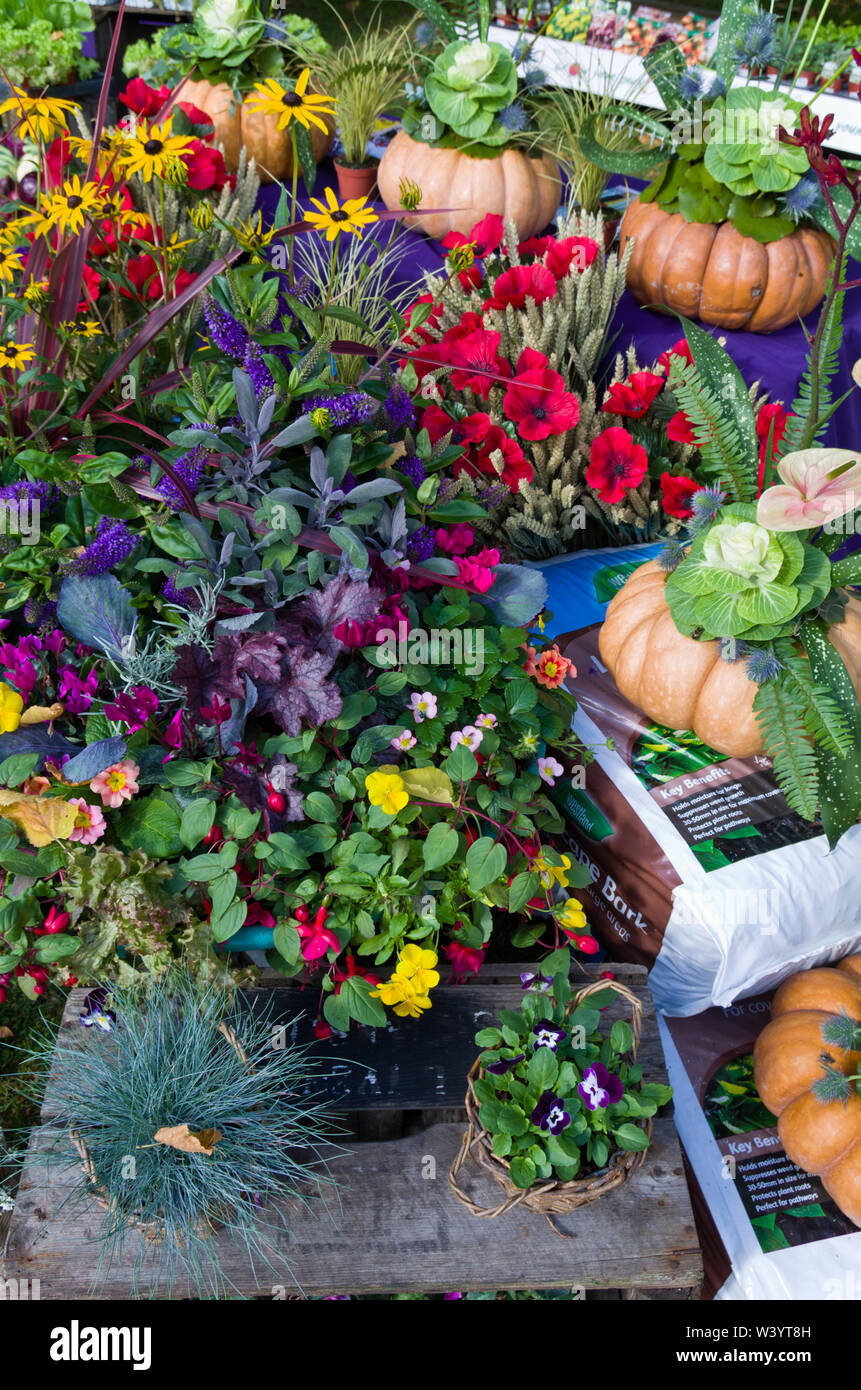 Un display a colori di ortaggi e piante a Althorp Food and Drink Festival, un evento annuale a Althorp House, Northamptonshire, Regno Unito Foto Stock