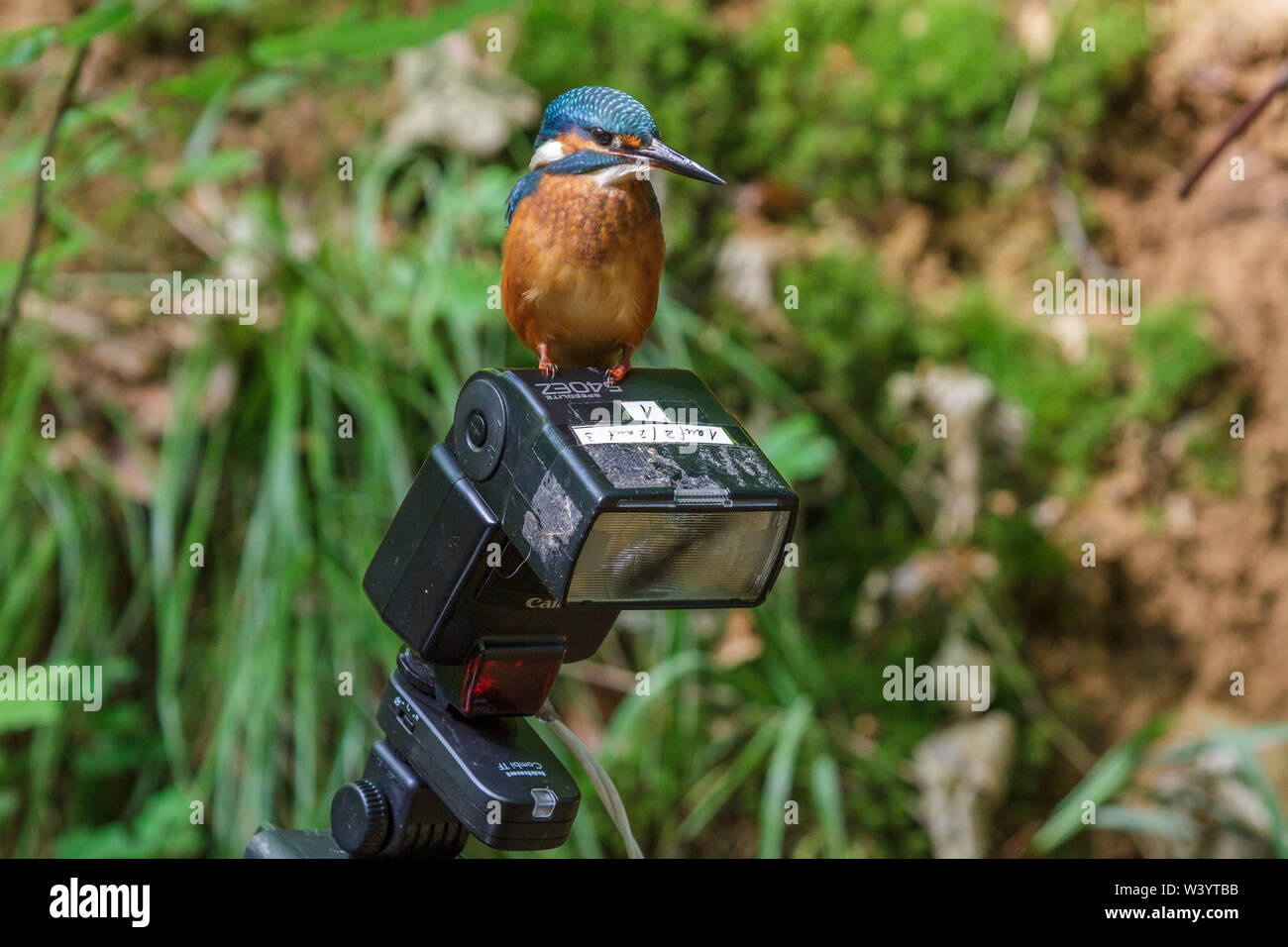 Fiume kingfisher, Junger Eisvogel sitzt auf Blitzgerät Foto Stock