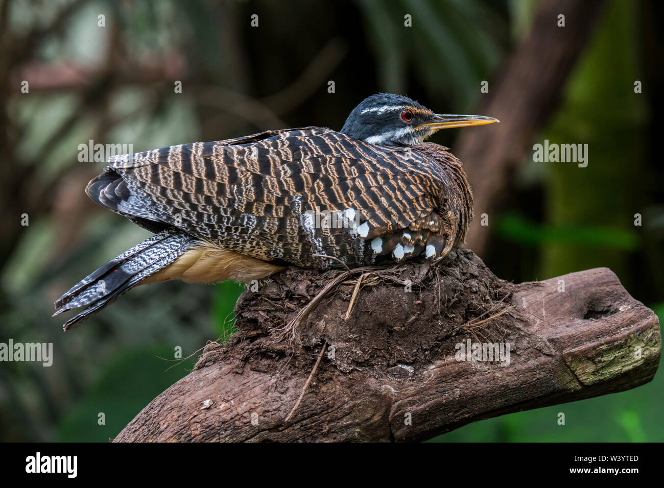 Sunbittern (Eurypyga helias / Ardea helias) allevamento sul nido, nativo di regioni tropicali delle Americhe Foto Stock
