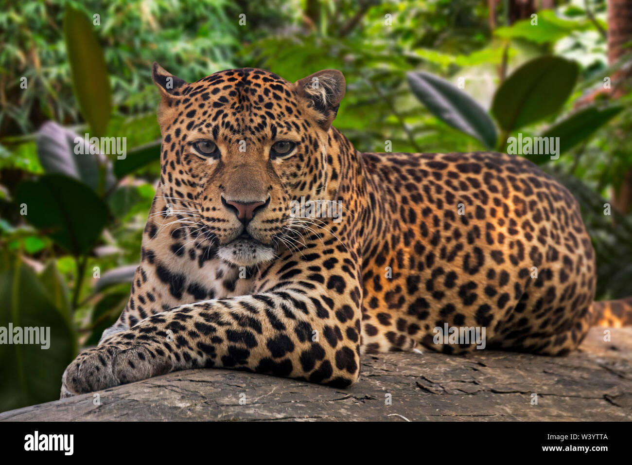 Iavan leopard (Panthera pardus melas) poggiante su caduto tronco di albero nella foresta pluviale tropicale, nativo di isola indonesiana di Giava Foto Stock