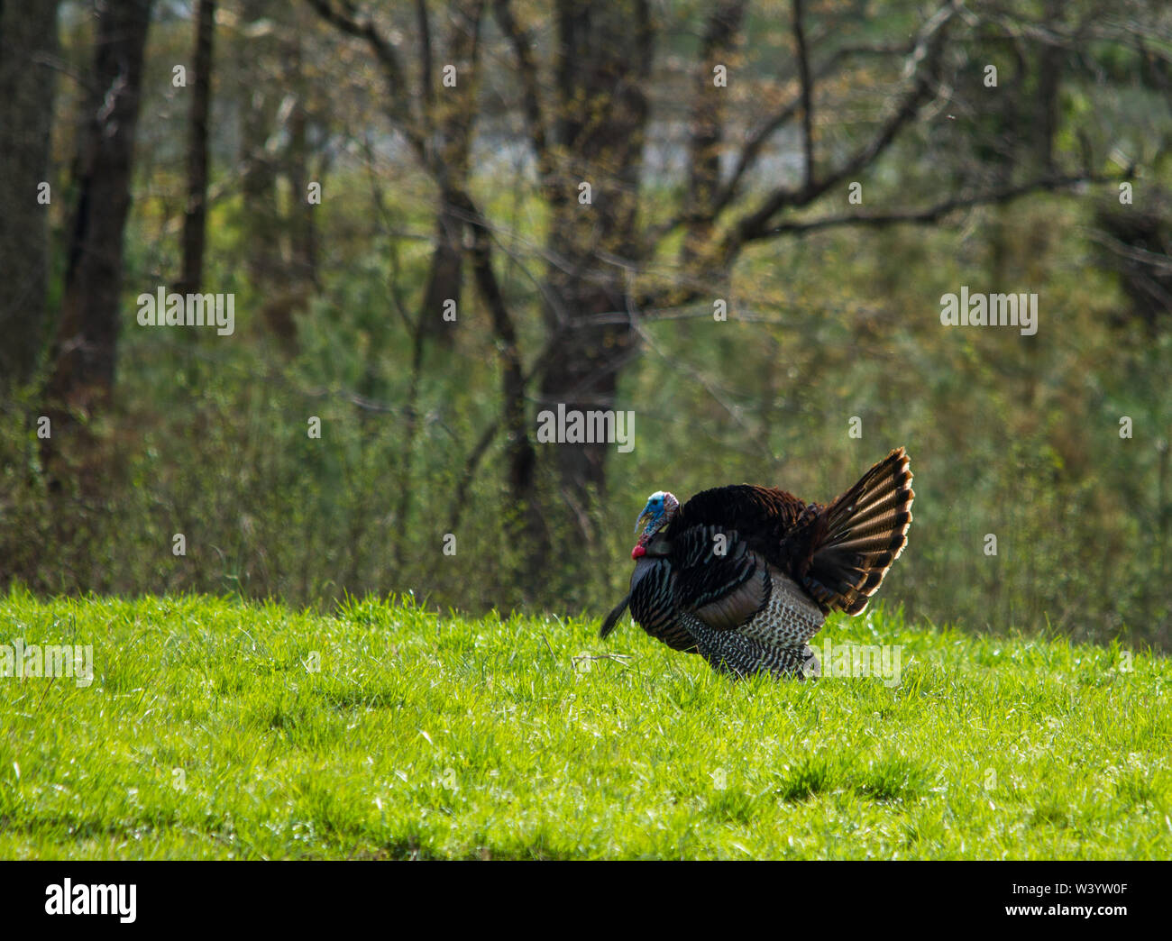 Vecchio Gobbler Foto Stock