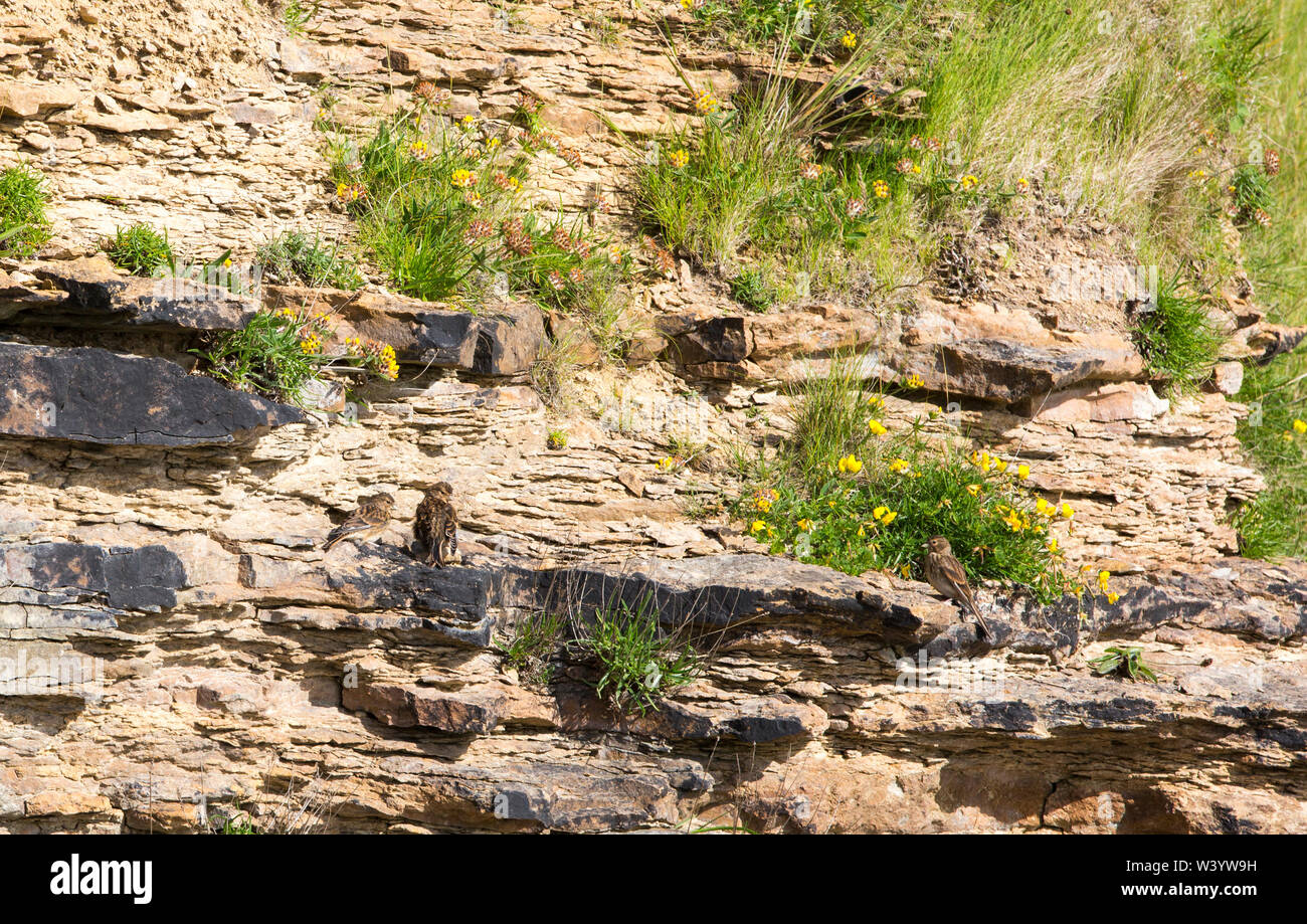 Twite, Linaria flavirostris seduto su un rockface a Sands di Evie, isole Orcadi Scozia, Regno Unito. Foto Stock