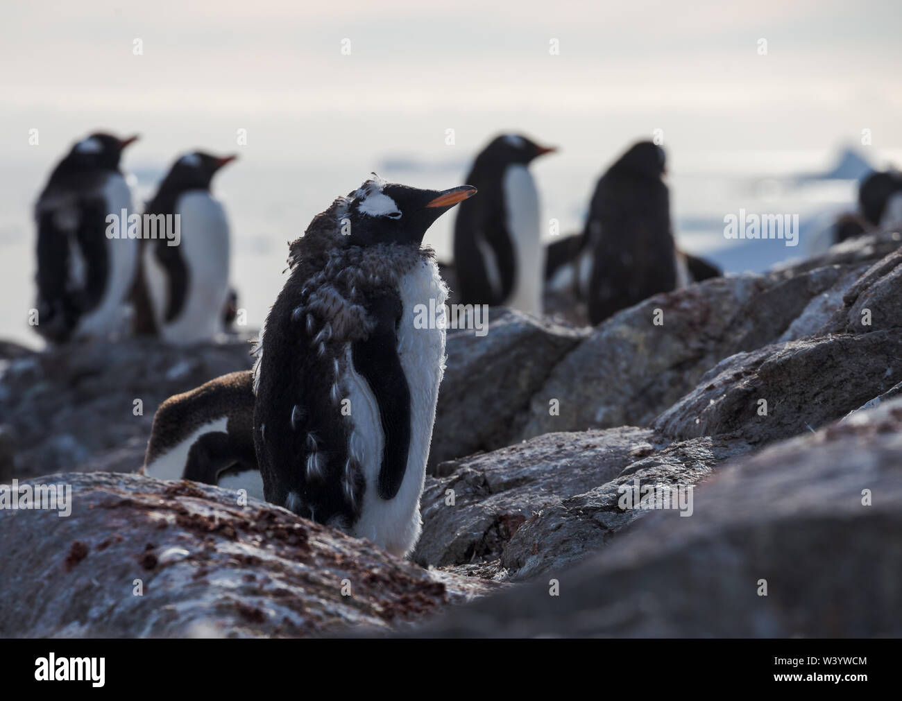 Pinguino Gentoo singolo. Ritratto di pinguino in Antartide sulla sfocatura dello sfondo argentino, isole. Foto Stock