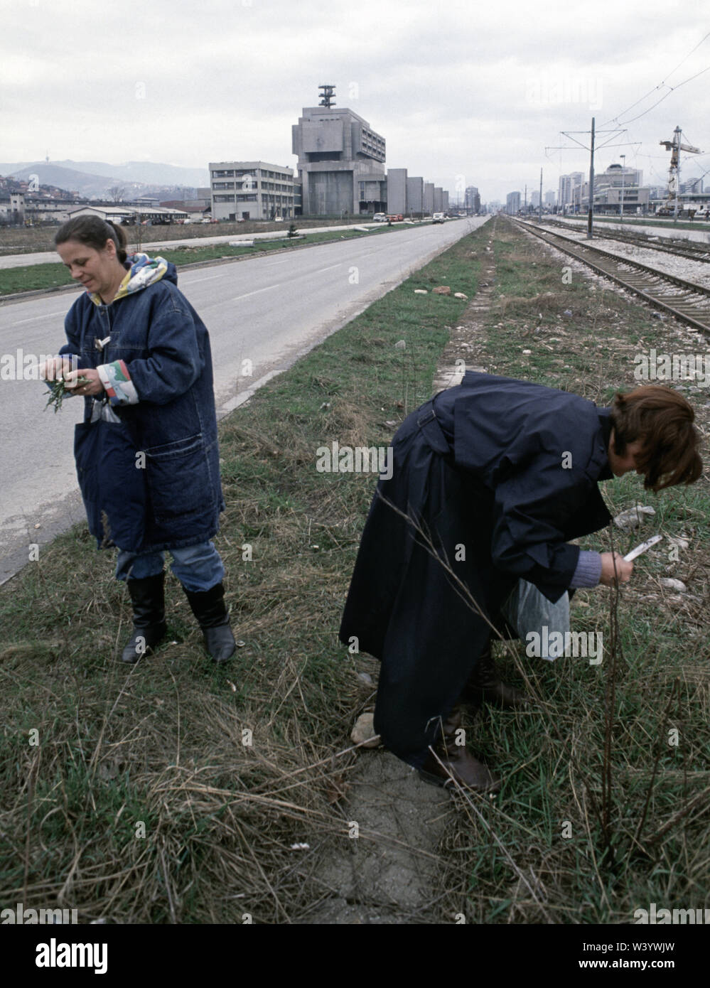 11 aprile 1993 durante l'assedio di Sarajevo: l'utilizzo di coltelli da tavola, donne scavare dei denti di leoni per il cibo nella centrale di prenotazione di Bulevar Mese Selimovica, opposta Alipasino Polje. Foto Stock