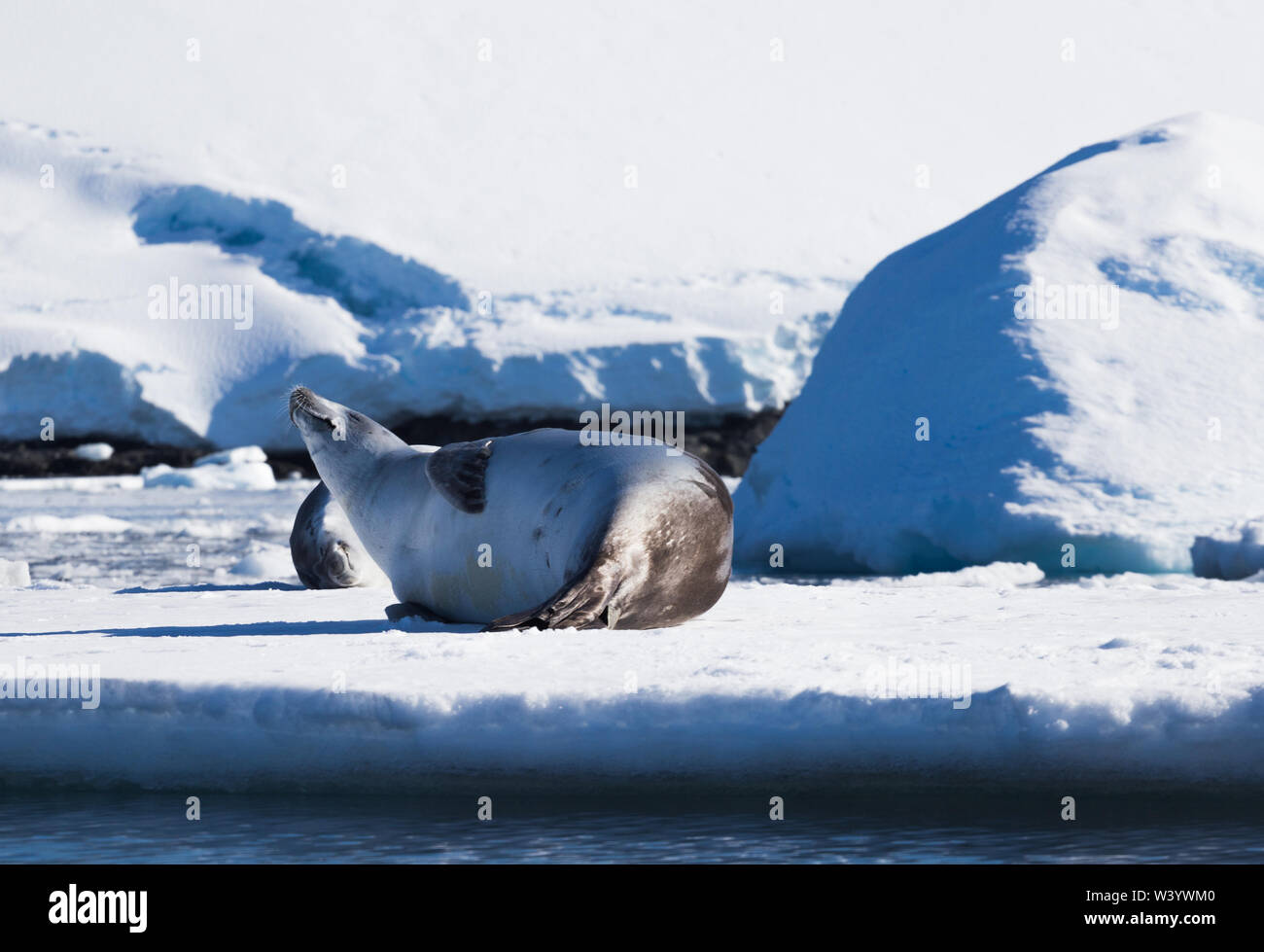 La guarnizione crabeater Lobodon carcinophaga , noto anche come il krill-eater guarnizione, è una vera e propria guarnizione di tenuta giacenti su un iceberg nella penisola antartica. Foto Stock