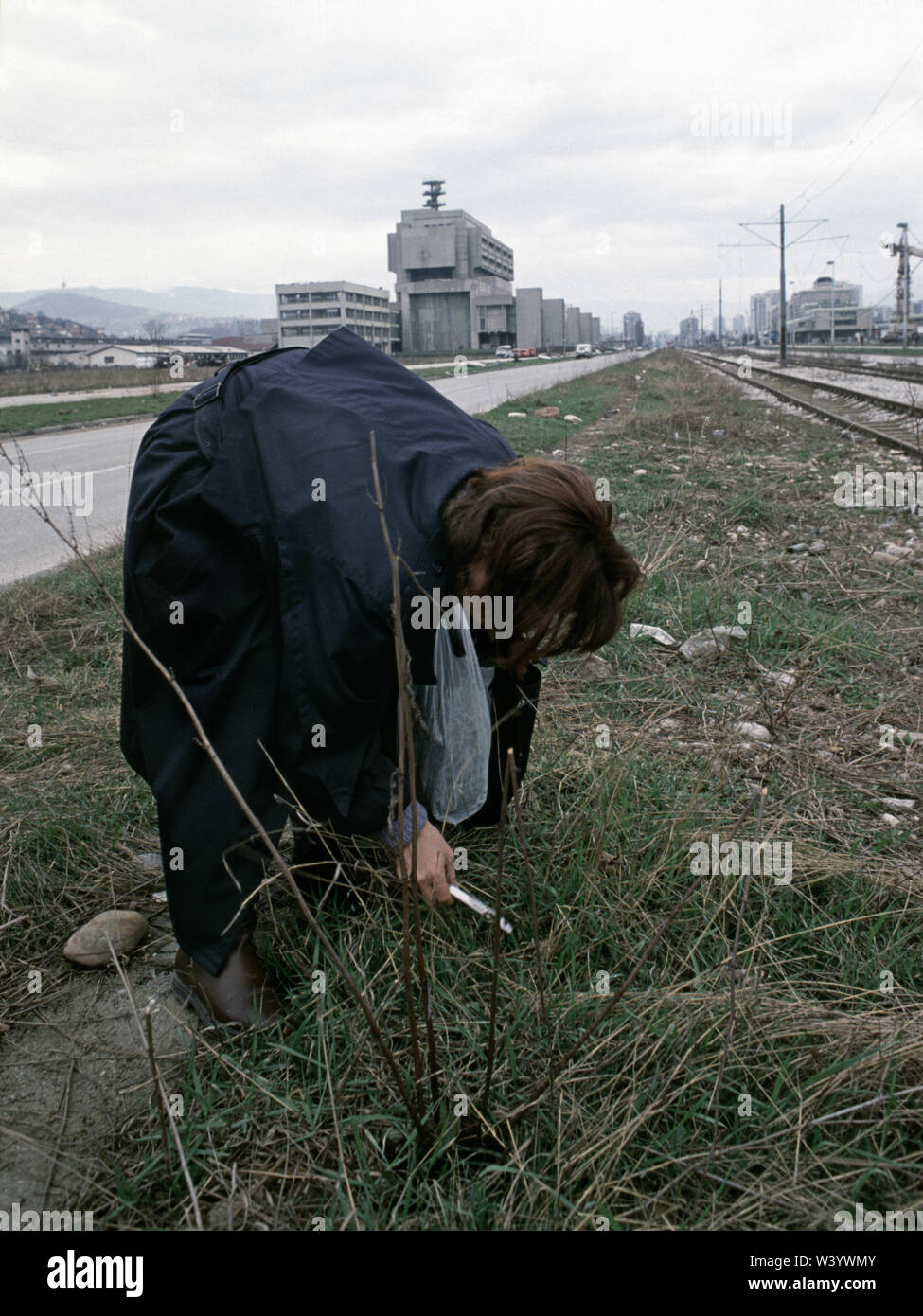 11 aprile 1993 durante l'assedio di Sarajevo: utilizzando un coltello da tavola, una donna scava fino il tarassaco per il cibo nella centrale di prenotazione di Bulevar Mese Selimovica, opposta Alipasino Polje. Foto Stock