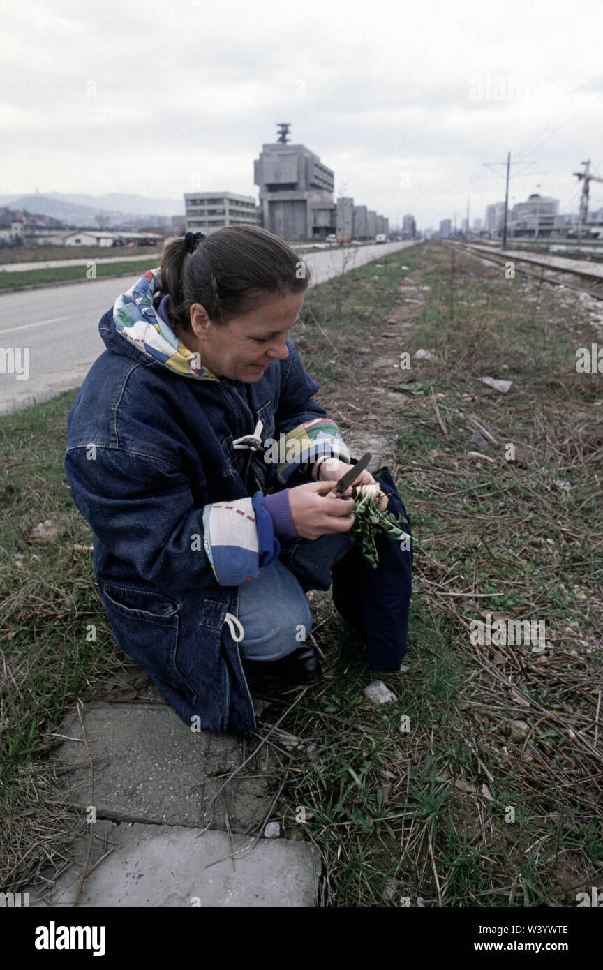 11 aprile 1993 durante l'assedio di Sarajevo: utilizzando un coltello da tavola, una donna scava fino il tarassaco per il cibo nella centrale di prenotazione di Bulevar Mese Selimovica, opposta Alipasino Polje. Foto Stock