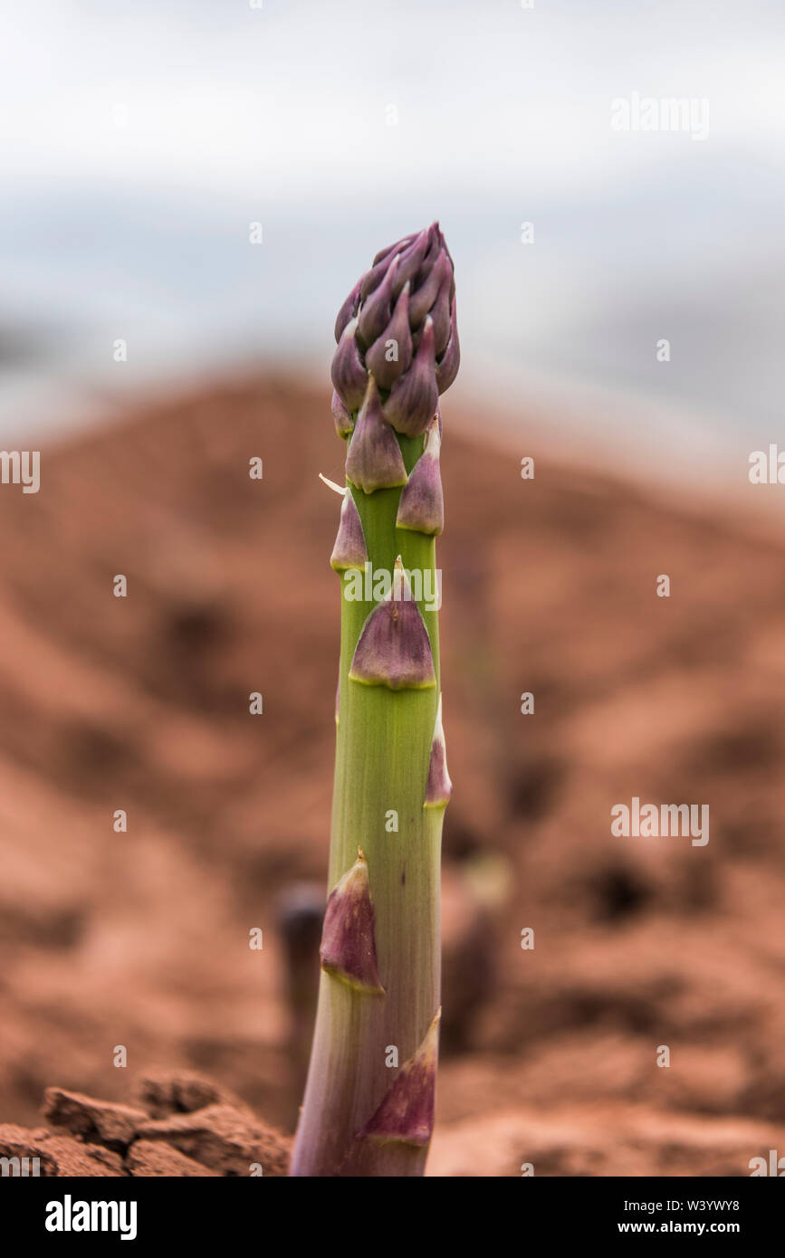 Gli asparagi crescono nei campi Foto Stock