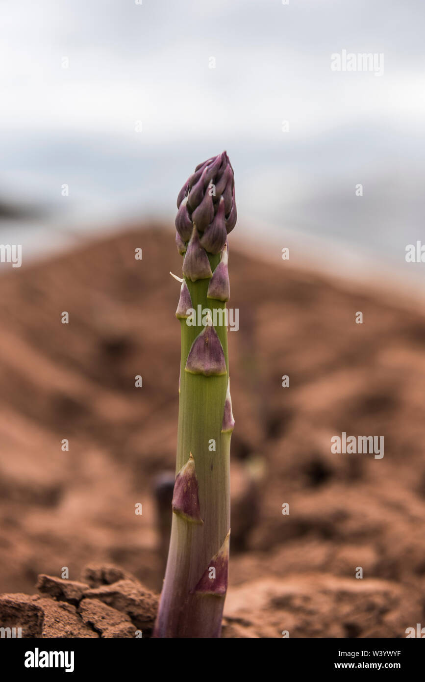Unica lancia ofasparagus crescente nei campi Foto Stock
