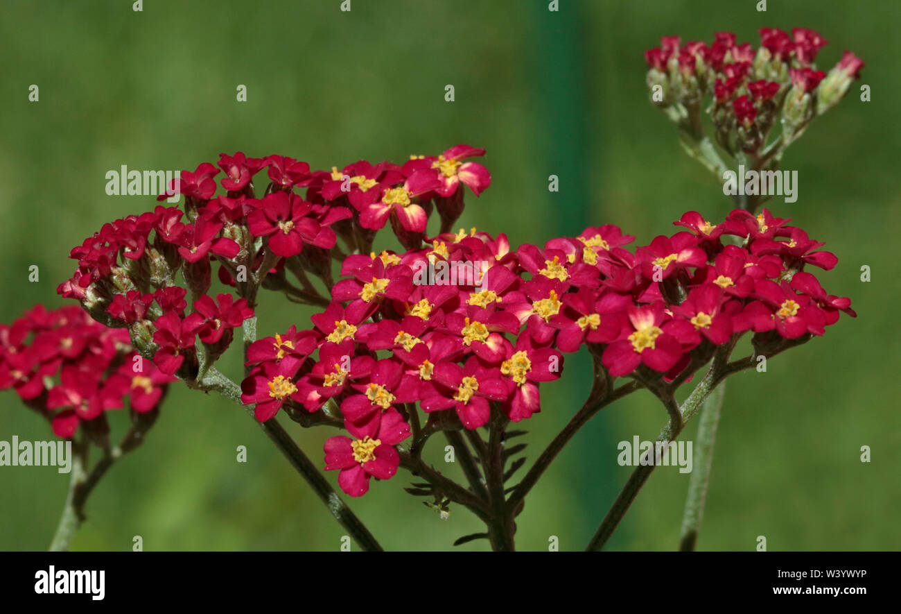 Achillea al faro a luce rotante Foto Stock