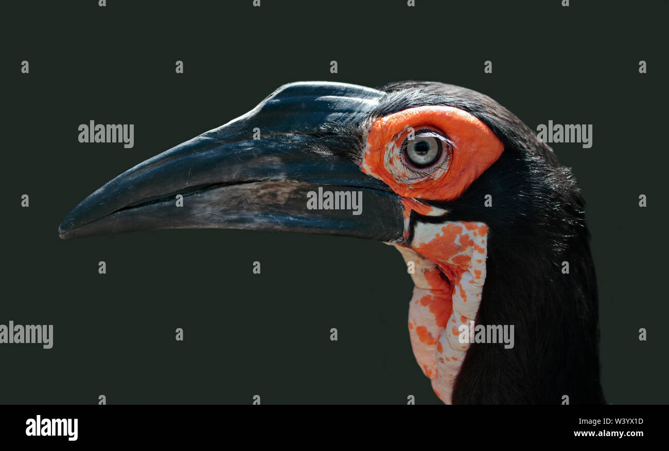 Terra africana Hornbill (bucorvus leadbeateri) Foto Stock