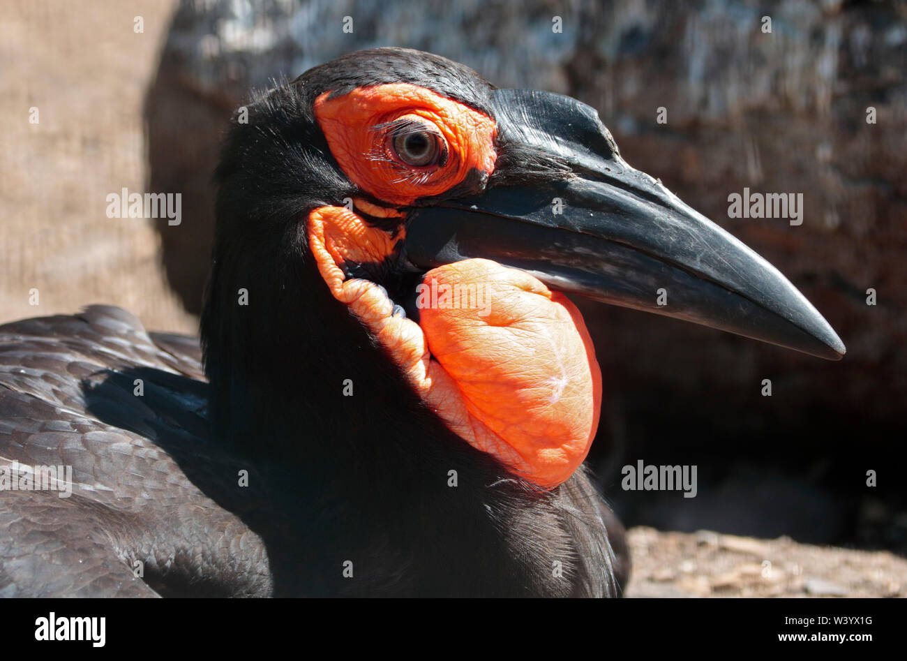 Terra africana Hornbill (bucorvus leadbeateri) Foto Stock