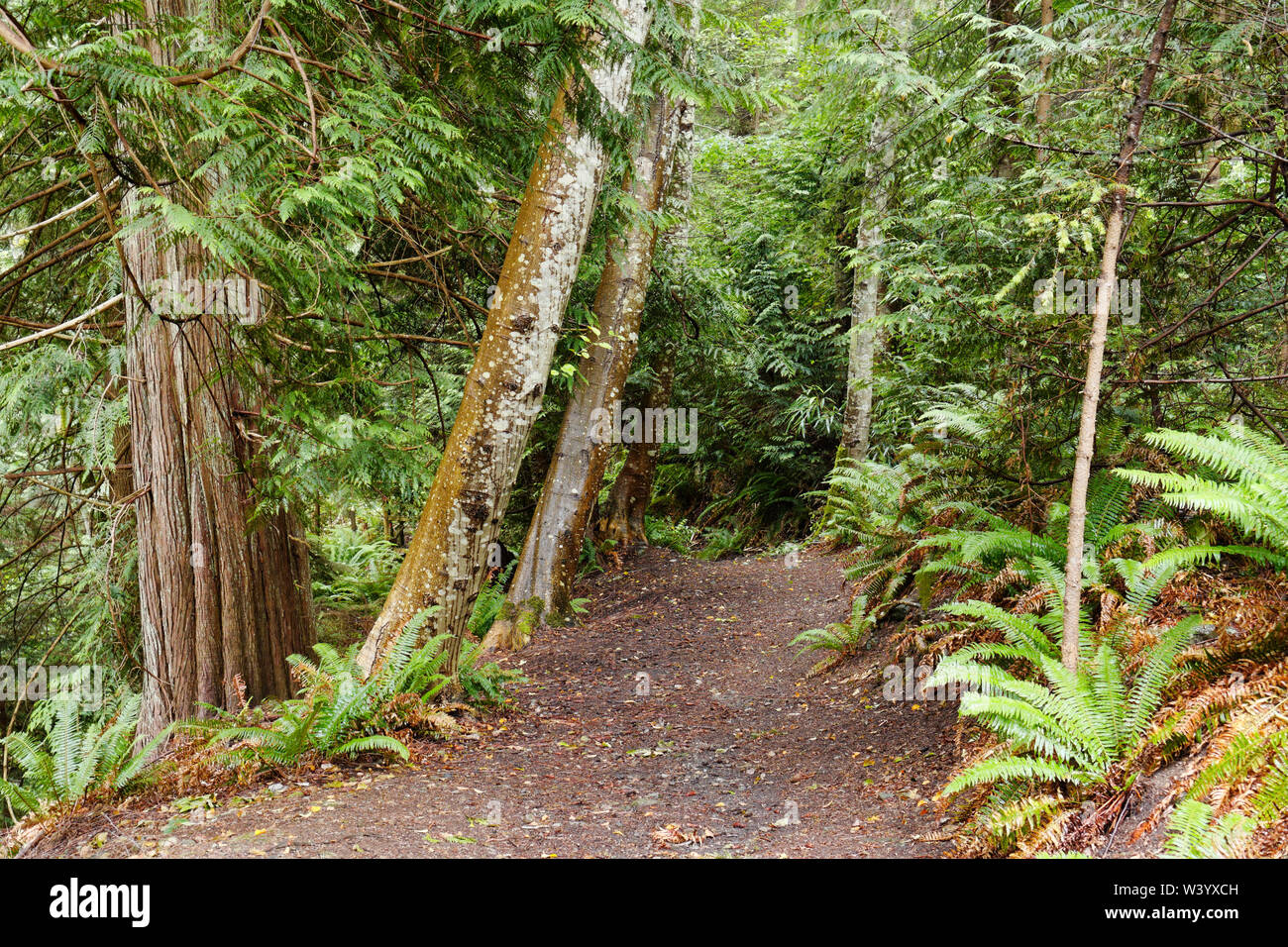 Ingresso di un leader parh costiere di latifoglie miste e la foresta di conifere sull isola di Bowen, British Columbia, Canada Foto Stock