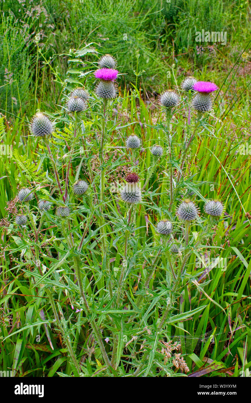 SCOTTISH THISTLE PIANTE E FIORI Onopordum acanthium (cotone thistle, Scotch (o scozzese) thistle Foto Stock